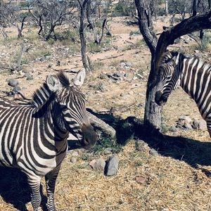 Meet your Posher, Daniela